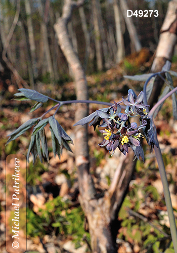 Blue Cohosh (Caulophyllum thalictroides)